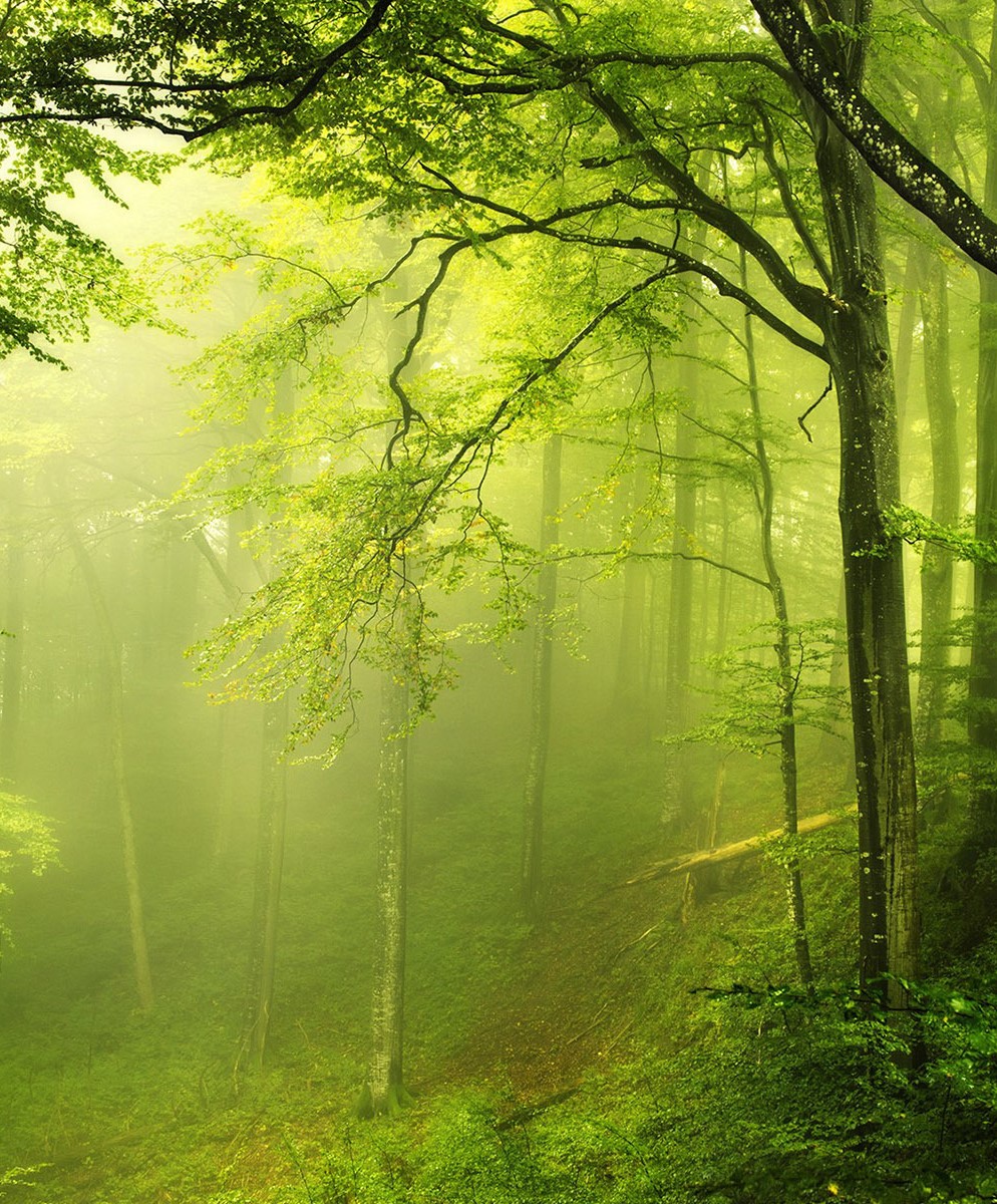 Forest Image